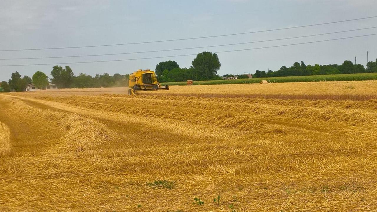 Agriturismo Cipolli E Podo Corte Carlini Mantova Eksteriør bilde